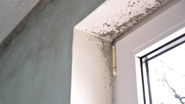 Best Commercial Mold Removal  in Atasdero, CA
