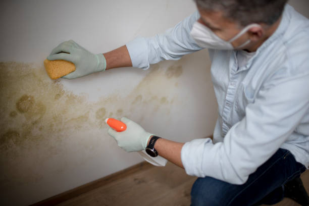 Mold Removal Process in Atascadero, CA