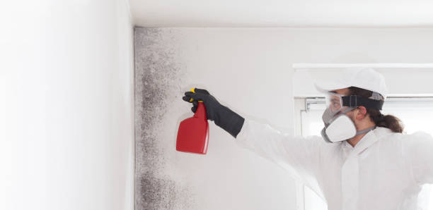 Attic Mold Removal in Atascadero, CA