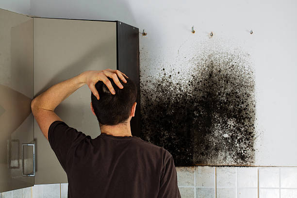Best Mold Remediation Services  in Atasdero, CA