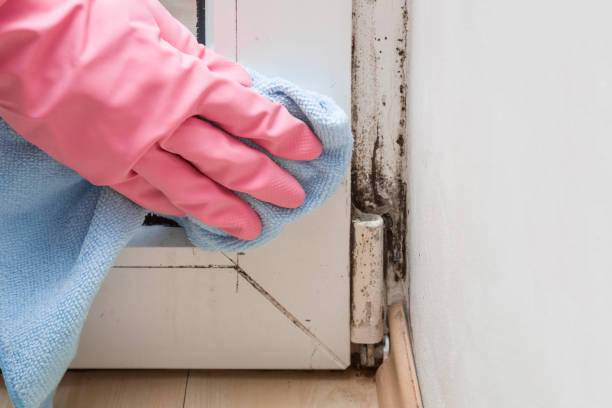 Best Mold Damage Repair  in Atasdero, CA